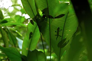 Turnip: Turnip-tailed Gecko (Thecadactylus rapicauda) under