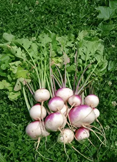 Roots: Turnips