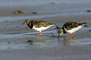 Turnstones: Turnstone - 2 birds feeding on shore at low tide, autumn