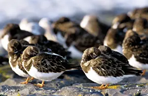 Turnstones: Turnstone