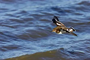 Turnstone: Turnstone