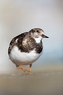 Turnstones: Turnstone
