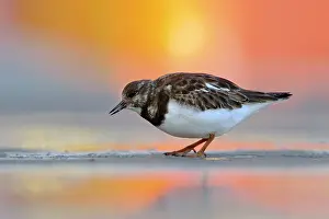 Turnstones: Turnstone