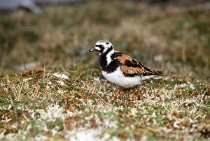 Turnstones: TURNSTONE - adult