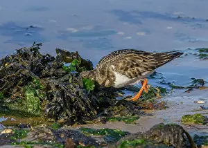 Wintering: Turnstone, Arenaria interpres, feeding along the