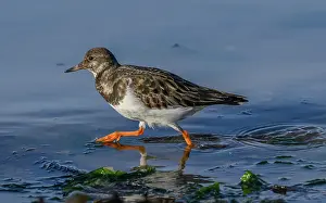 Wintering: Turnstone, Arenaria interpres, feeding along the