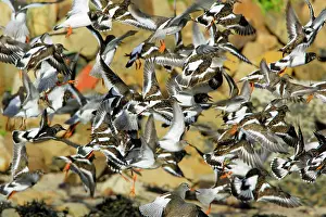 Startled: Turnstone - and Common Redshank (Tringa totanus)
