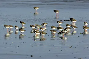 Turnstones: Turnstone - and Common Redshank (Tringa totanus)