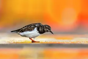 Turnstone: Turnstone - Cornwall - UK