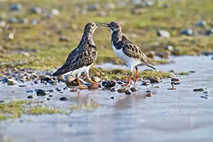 Turnstones: Turnstone - two displaying