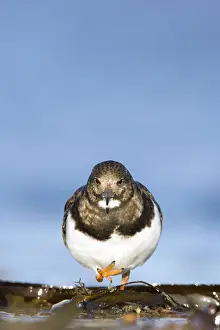 Turnstones: Turnstone - Face-on image of bird walking among seaweed