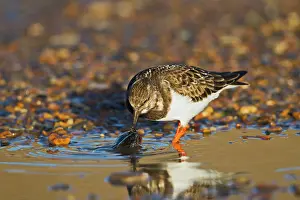 Mussel: Turnstone - feeding on mussel