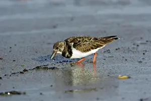 Turnstones: Turnstone - feeding on shore at low tide, autumn