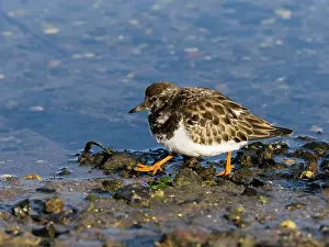 150321: Turnstone - feeding on shore at low tide, autumn