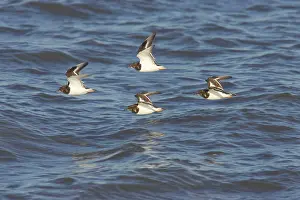 Turnstones: Turnstone - In Flight Along Shore at High Tide