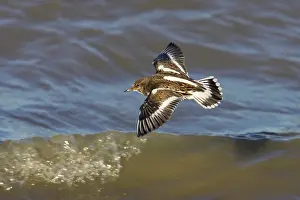 Kent: Turnstone - In Flight Along Shore at High Tide