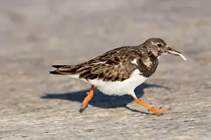 Turnstones: Turnstone with food in Winter