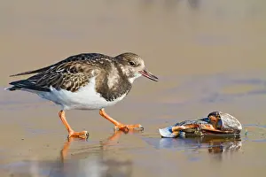 Mussels: Turnstone - on ice feeding on mussel
