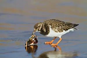 Mussels: Turnstone - on ice feeding on mussel