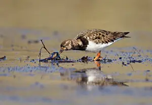 Turnstones: Turnstone - looking for food along shoreline