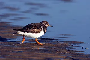 Turnstone: Turnstone - Running over mud at low tide