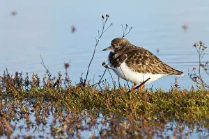 Turnstones: Turnstone - Single adult in winter plumage