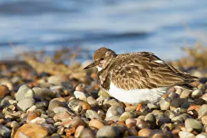 Turnstones: Turnstone - Single adult in winter plumage on a