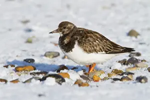 Turnstones: Turnstone - Single adult in winter plumage on a