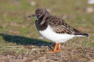 David Kilbey: Turnstone - Single adult in winter plumage