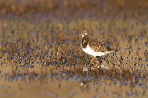 Turnstones: Turnstone - Single adult in winter plumage looking
