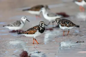 Sanderling: Turnstone - Spring Plumage - With Sanderling - Winter Plumag