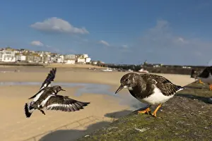 Ives: Turnstone - St Ives - Cornwall - UK
