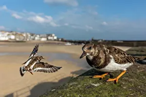 Ives: Turnstone - St Ives - Cornwall - UK