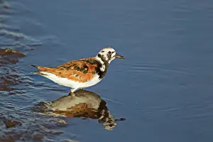 Turnstone: Turnstone - standing in shallow water
