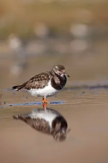 Turnstones: Turnstone - standing in shallow water along shoreline