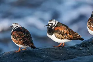Turnstones: Turnstone - Summer Plumage - UK
