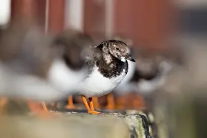 Turnstones: Turnstone in winter