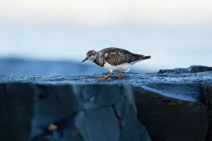 Turnstones: Turnstone, in winter plumage, on rocky coastline