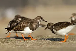 Turnstones: Turnstones