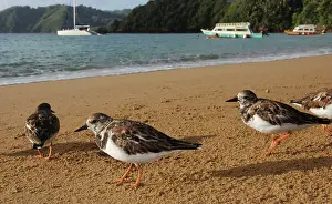 Tobago: Turnstones - on the beach - early morning