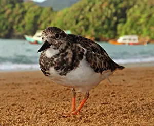 Tobago: Turnstones - on the beach - early morning