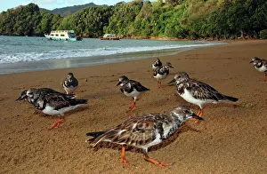 Tobago: Turnstones - on the beach - early morning