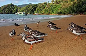 Tobago: Turnstones - on the beach - early morning