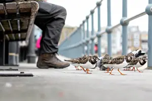 Cornwall: Turnstones - Cornwall - UK