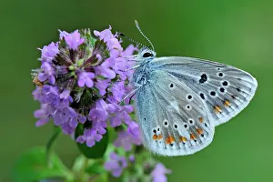 Thyme: Turquoise Blue on thyme