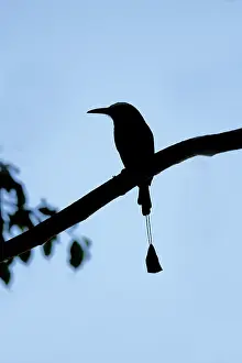 Browed: Turquoise-browed Motmot - silhouette Eumomota superciliosa T
