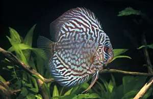 Discus: Turquoise Discus in aquarium