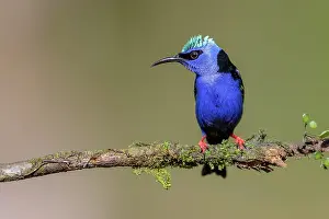 Boca: Turquoise Honeycreeper or Red-footed Honeycreeper