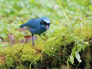 Crow: Turquoise Jay Cyanolyca turcosa Ecuador BI037504