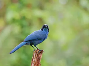 Crow: Turquoise Jay Cyanolyca turcosa Ecuador BI037509
